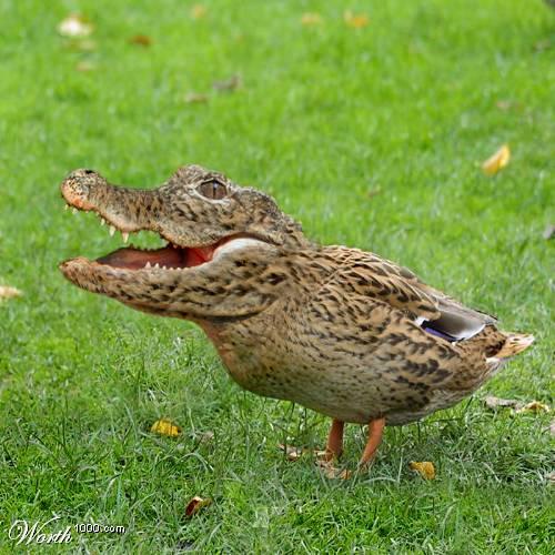 Crocoduck.jpg