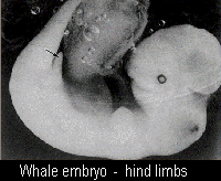 Whale embryo small-2.gif