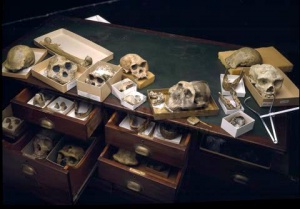 Skull fossils.jpg